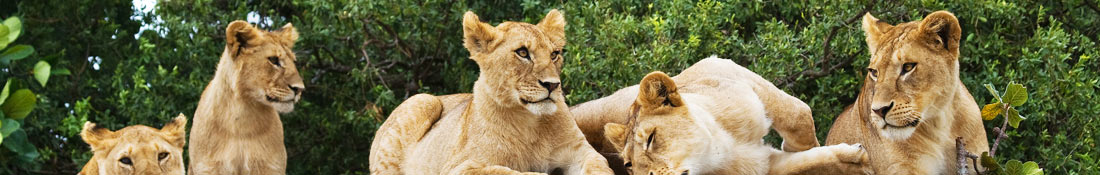 Safari in Africa and travel with Super Club Vacances